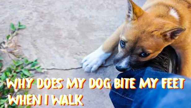 Why Does My Dog Bite My Feet When I Walk