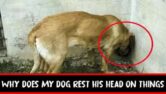 Why Does My Dog Rest His Head On Things? [Symptoms & Reasons]
