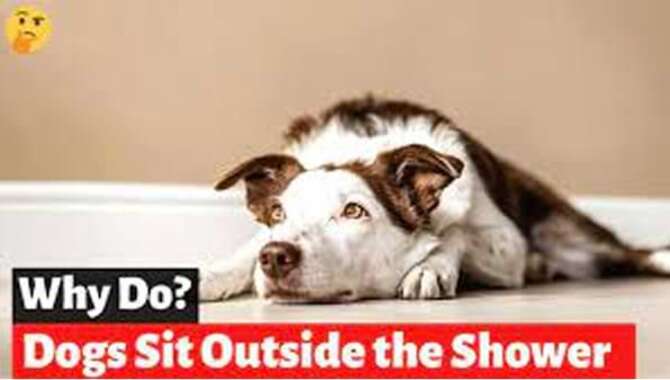 Why Does My Dog Sit Outside The Shower? - 4 Best Reasons