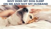Why Does My Dog Sleep On Me And Not My Husband – Is He Okay?