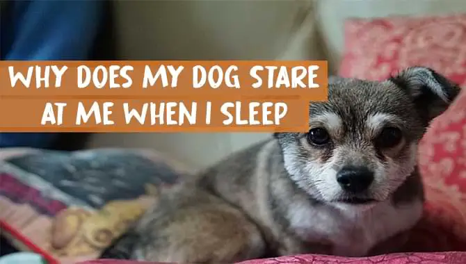 Why Does My Dog Stare At Me When I Sleep? [Facts Revealed]