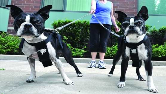 You Want To Have Two Male Dogs In The Same House