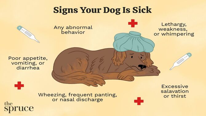 Check For Any Sickness In Your Dog