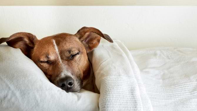 Do You Need To Make Your Dog Sleep With You In Bed