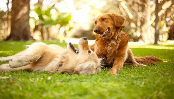 Dogs Could Be A Playful Or Happy Gesture