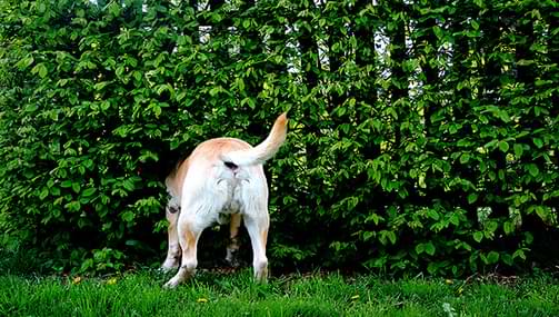 Dogs Point Their Butts At You When You Are Close To Them