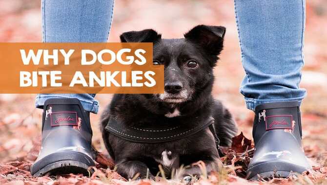 How Dogs Bite Heels And Ankles?