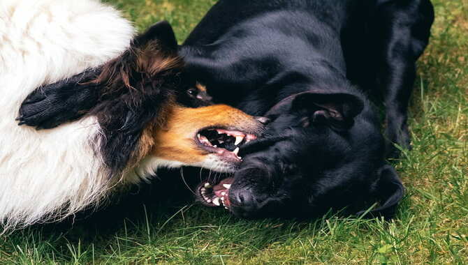 How To Discipline A Dog After Fighting