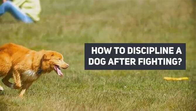 How To Discipline A Dog After Fighting
