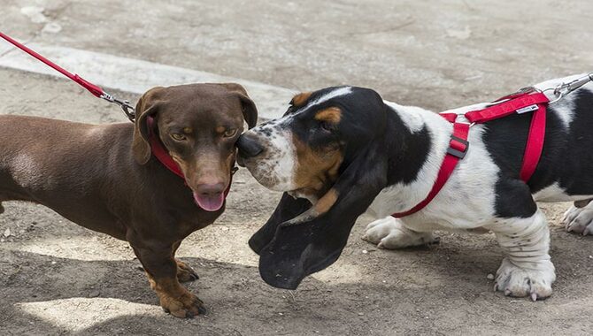 how-to-get-my-older-dog-to-accept-the-new-puppy-4-steps