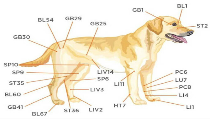 In Addition To The Belly, There Is Another Vital Point For Dogs