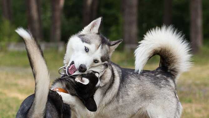 Looking Away Also Indicates That The Other Dog Is Not Hostile