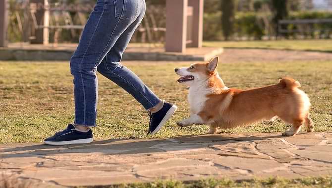  Some Of The Reasons Why Your Dog Doesn't Follow Your Husband