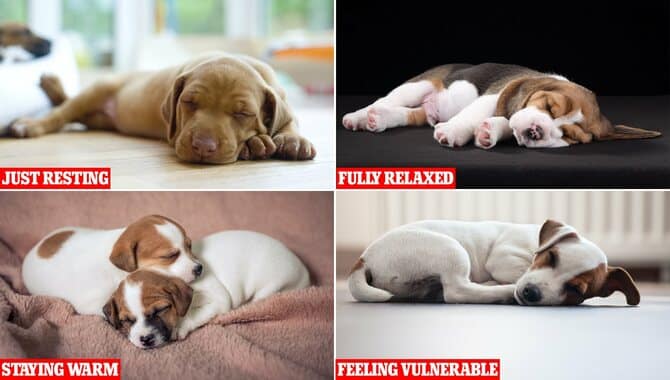 The Sleeping Position Of Each Dog Reveals Its Own Nature