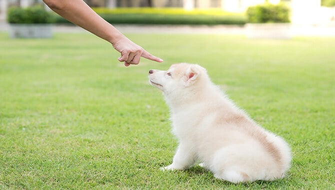 Train Your Dog And Use Commands To Stop Bad Behavior