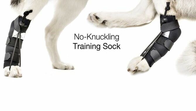 Treat Dog Paw Knuckling, Feet Scraping, and Knuckling of Paws