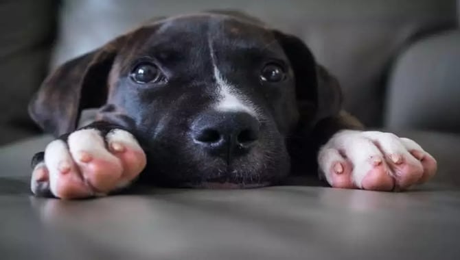 What Would You Do When Your Dog Knuckles