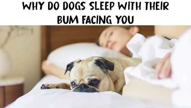 Why Do Dogs Sleep With Their Bum Facing You