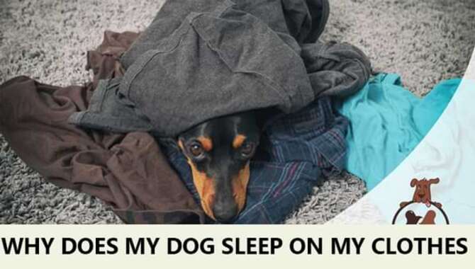 Why Does Dog Sleep On Your Clothes