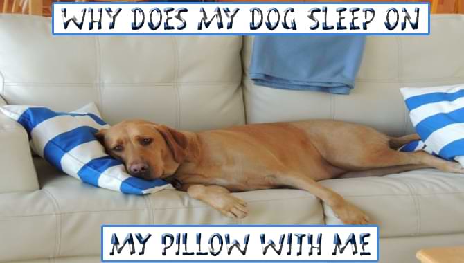 Why Does My Dog Sleep On My Pillow With Me [Causes & Solve]