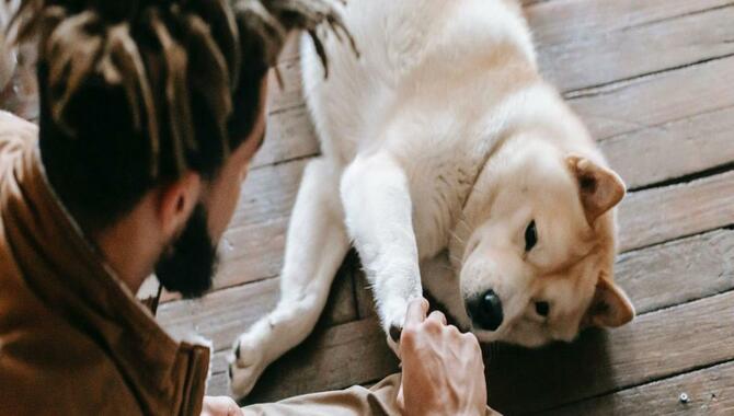 Why Does Your Dog Push You Away With Paws? [You Should Know]