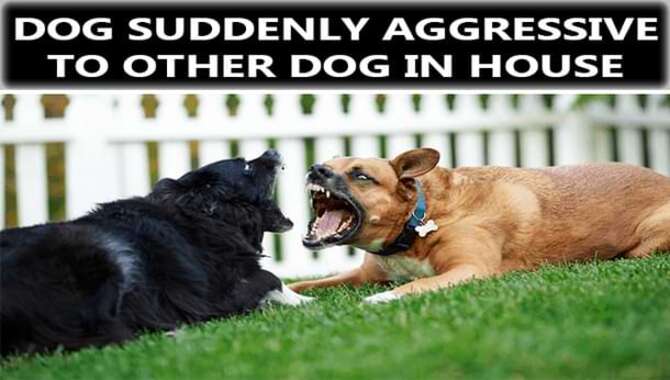 Why Dog Suddenly Aggressive To Other Dogs In The House