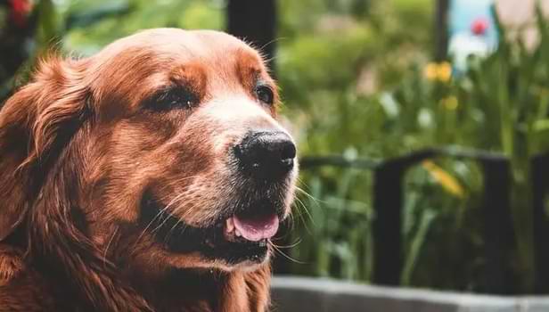 Your Dog Might Be Getting Old