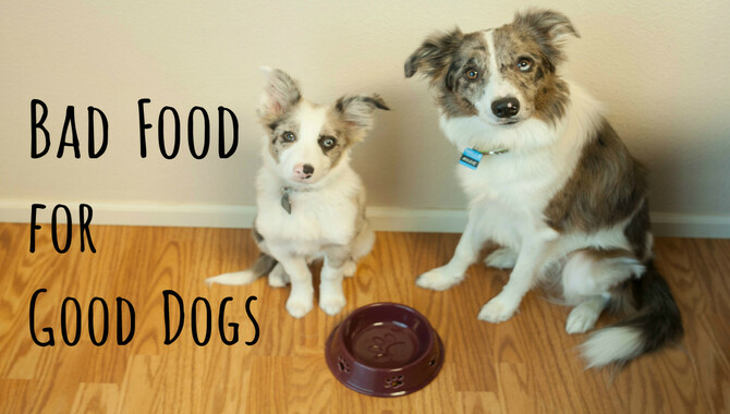 Your Dog Might Be Trying To Convince You To Bring Food