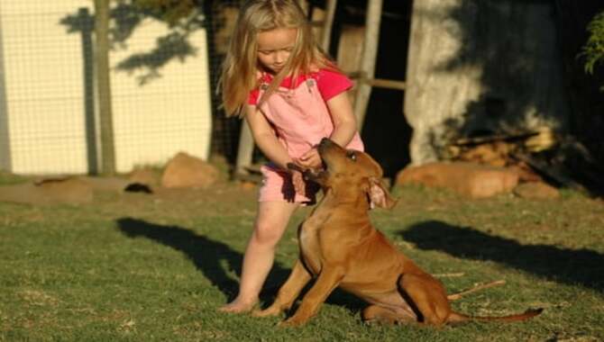 Dog Behavior Problems Aggression Children