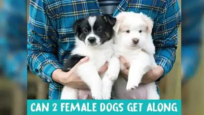 Can Two Female Dogs Get Along And Live Happily In The Same House