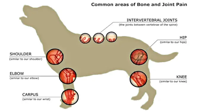 Common Causes Of Knuckling In Older Dogs