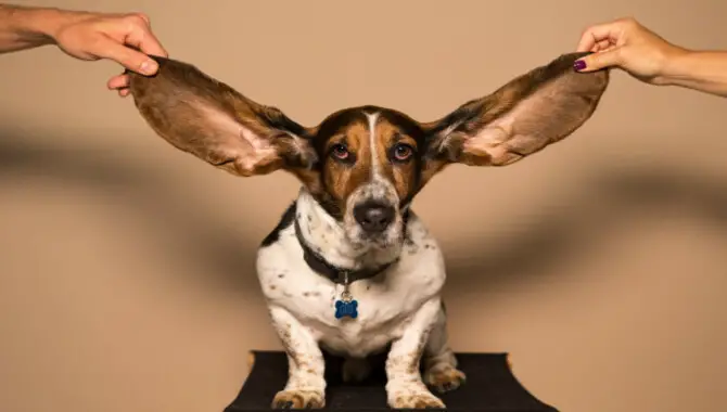 Does loud music hurt a dog's ears