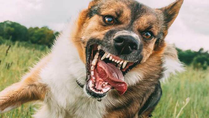 Proving Liability for Unprovoked Dog Attacks