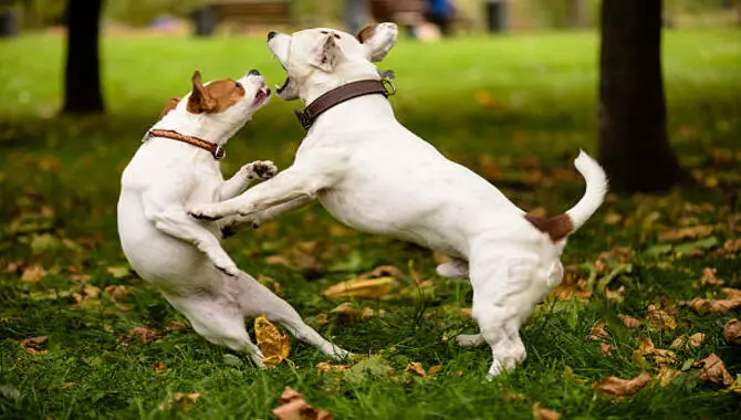 Pair of Jack Russell Terrier playing love games