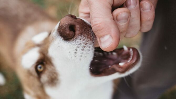 Dog Bite Liability Rules in Each State