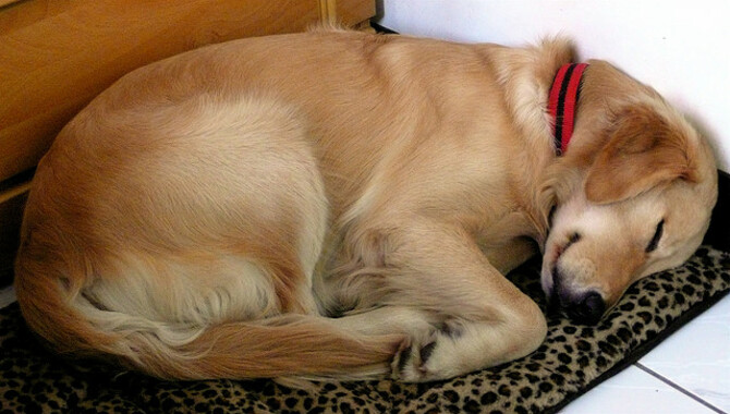 Dog Front Paw Curled Under When Lying Down