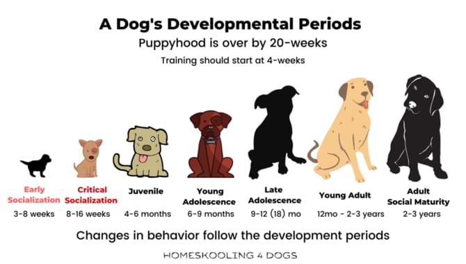 Dogs and Canines behaviour