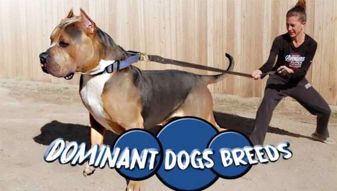 Dominant Dogs Breeds