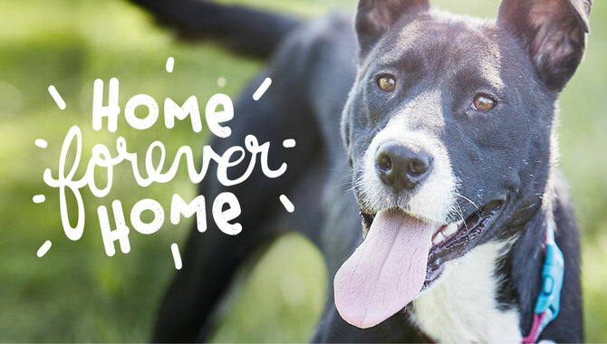 Find Your Pet A Loving Forever Home