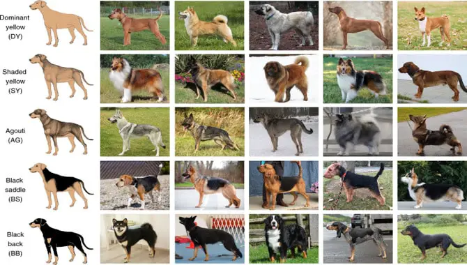 Genetics Basic Coat Colored Dog