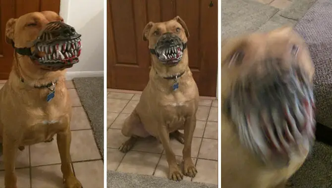 Horrifying Things If You Don't Know How to Do Dogs