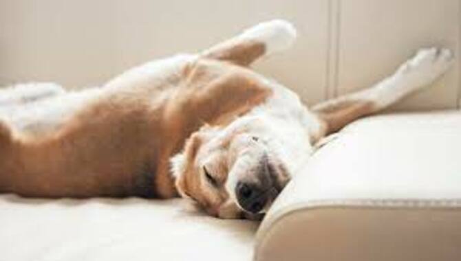  About the Different Sleeping Positions of Dogs