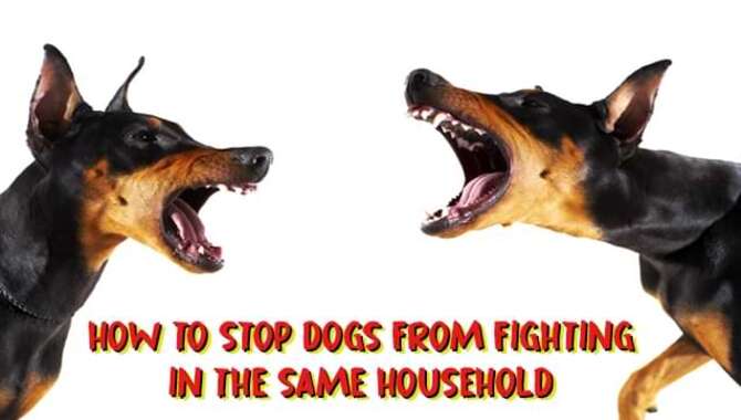 How To Stop Dogs From Fighting In The Same Household