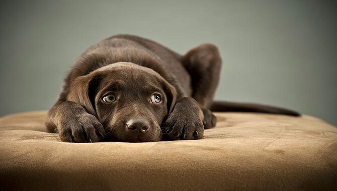 How Will You Identify If Your Dog Is Feeling Uncomfortable