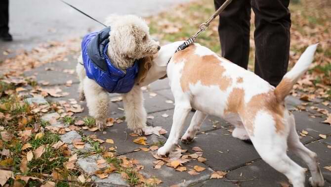 Introduce The Dogs To Each Other Properly