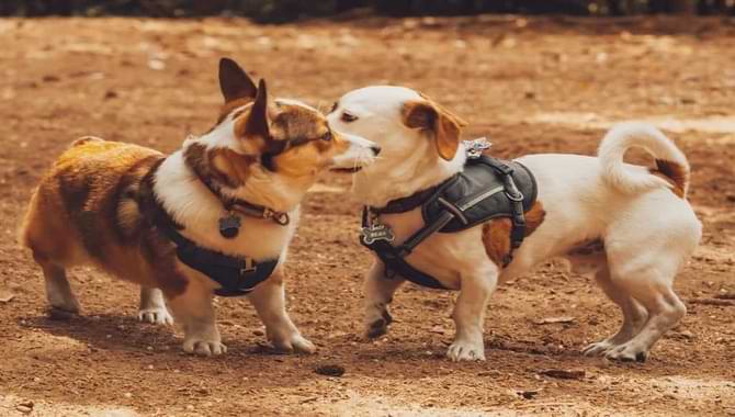 Introducing A New Dog To A Jealous Dog