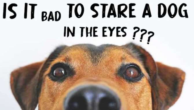 Is It Bad To Stare A Dog In The Eyes