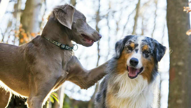 Make Two Dogs Become Friends