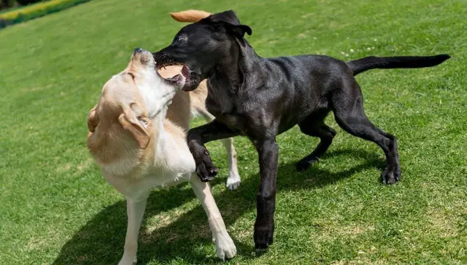 Methods On How To Stop Dogs From Fighting In The Same Household - In 5 Ways