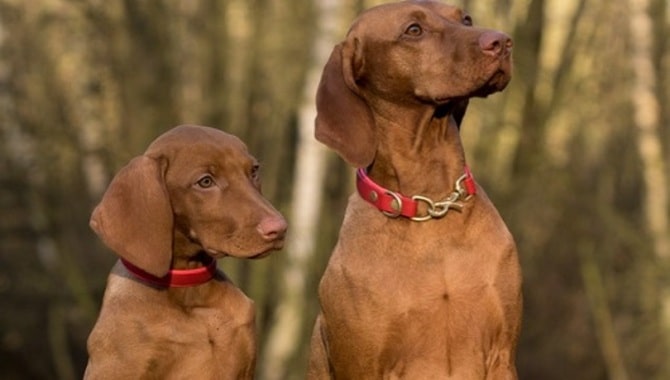 Most Common Signs of Dominant Dog Behavior